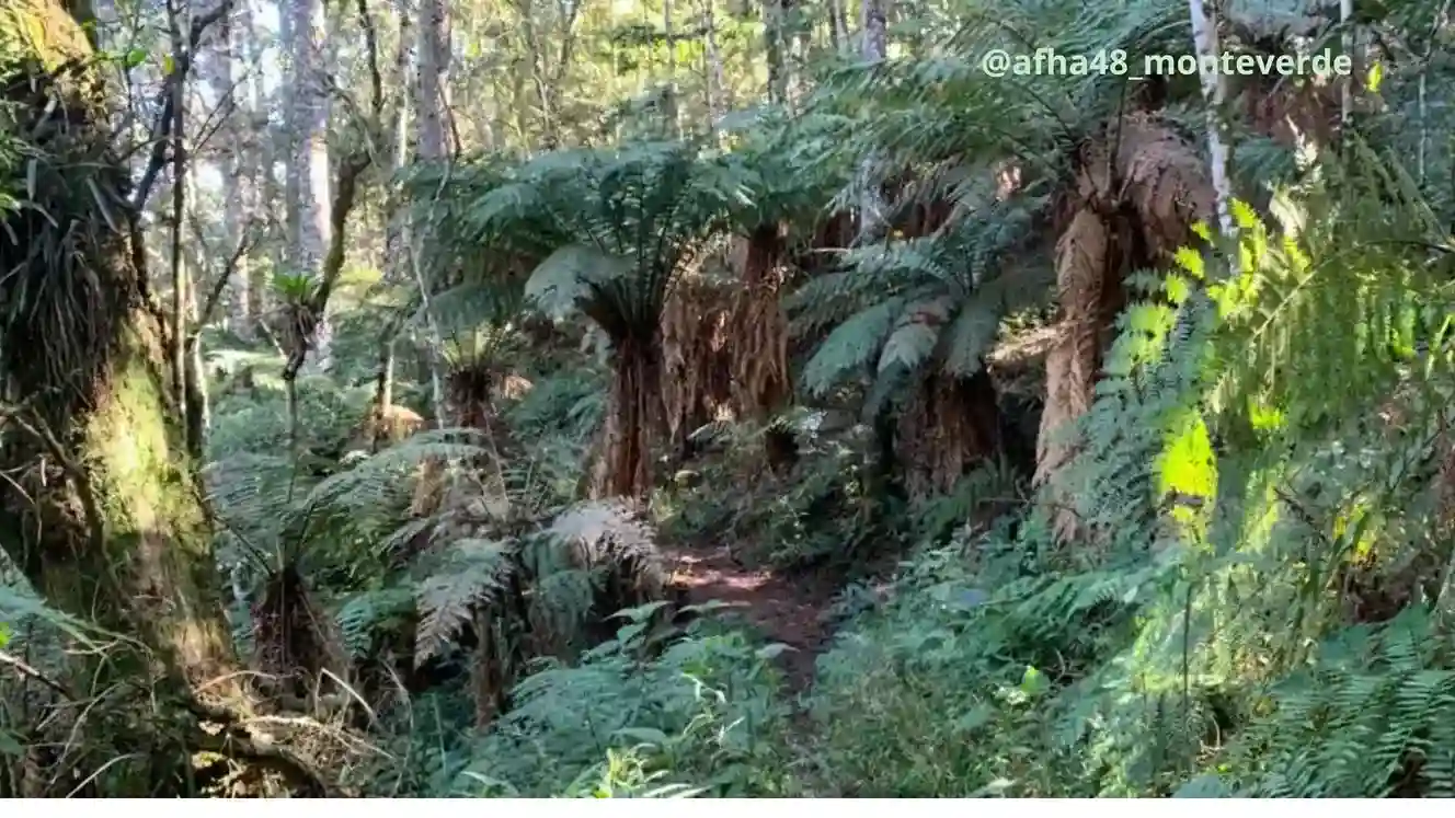  que fazer em Monte Verde em Novembro-Trilha do Pinheiro velho